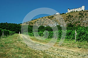 Vineyard photo